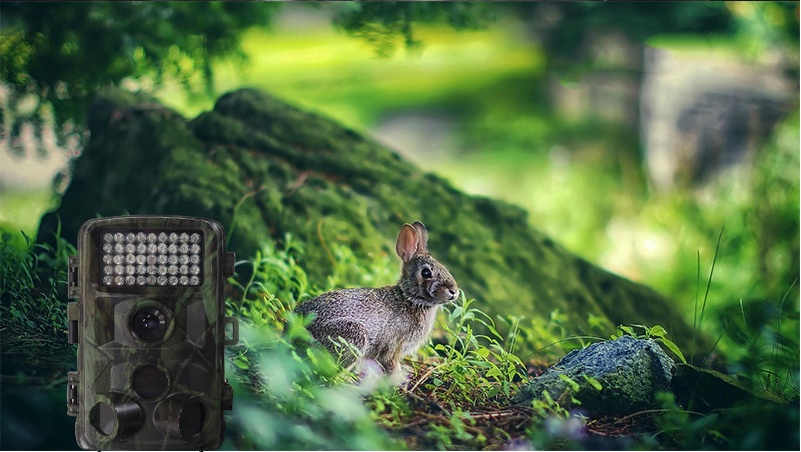 Wild hunting camera - Image 9